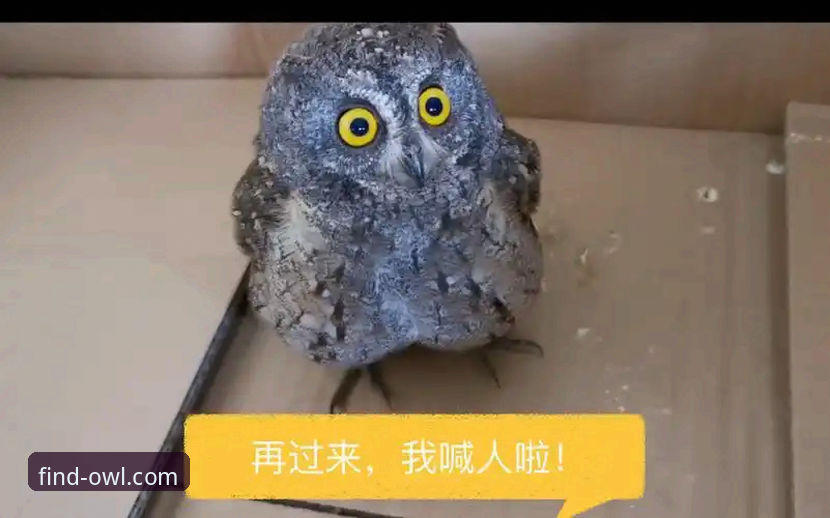 资深用户分享：猫头鹰体育一键获取，让赛事观看不再折腾